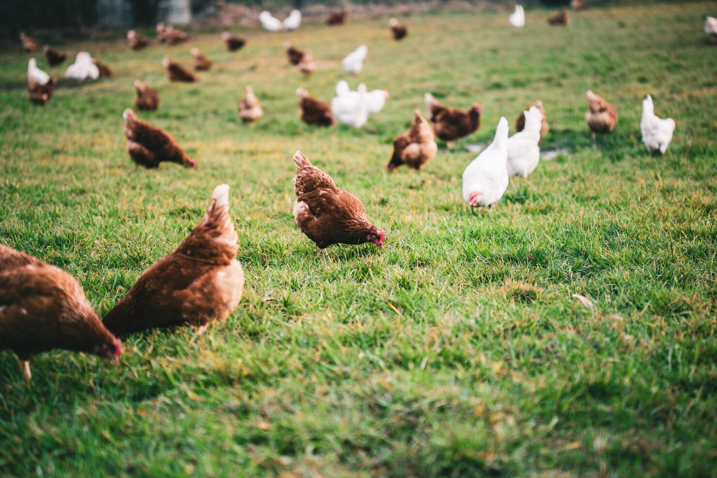 Ouă provenite din sisteme de creștere cage-free